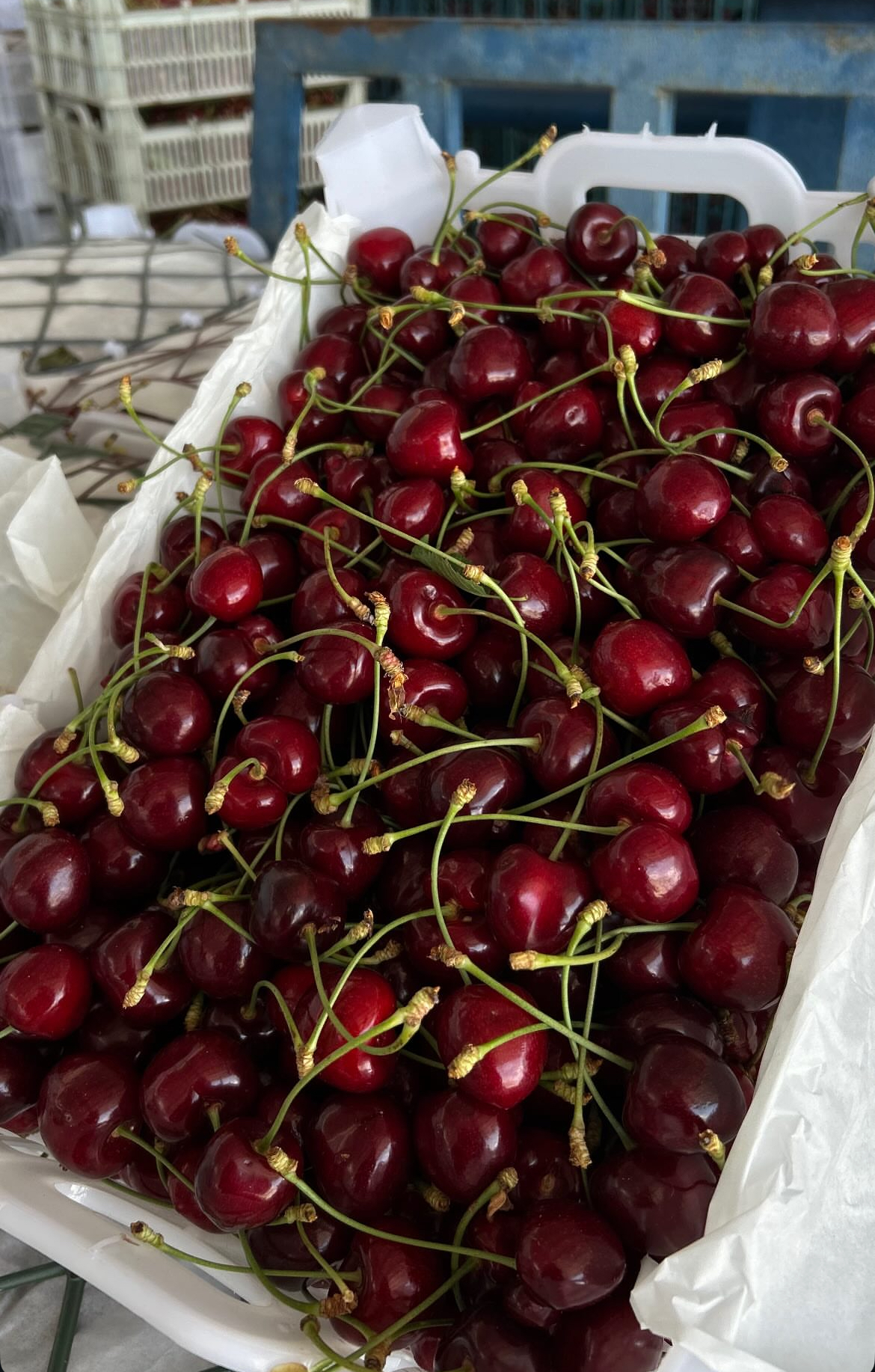 گیلاس
